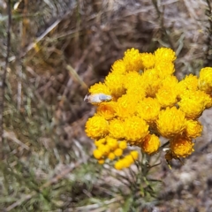 Austrotephritis sp. (genus) at Justice Robert Hope Reserve (JRH) - 10 Nov 2023