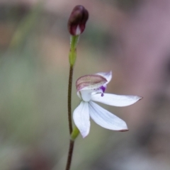 Caladenia moschata (Musky Caps) at Namadgi National Park - 10 Nov 2023 by SWishart