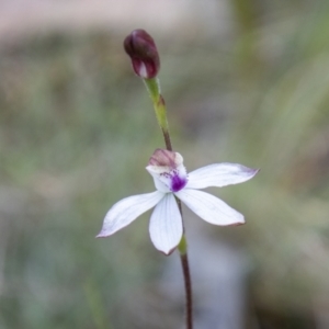 Caladenia moschata at Namadgi National Park - 10 Nov 2023