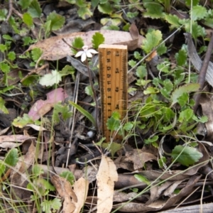 Caladenia alpina at Namadgi National Park - suppressed