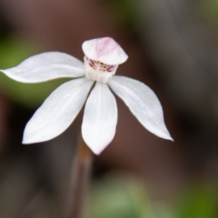 Caladenia alpina at Namadgi National Park - suppressed