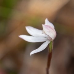 Caladenia alpina at Namadgi National Park - suppressed