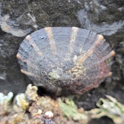 Cellana tramoserica at Wapengo, NSW - 11 Nov 2023 by trevorpreston