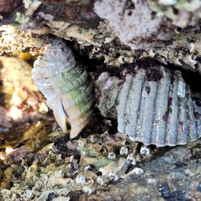 Dicathais orbita (Cartrut Shell ,The Sickly Purpurea) at Wapengo, NSW - 11 Nov 2023 by trevorpreston