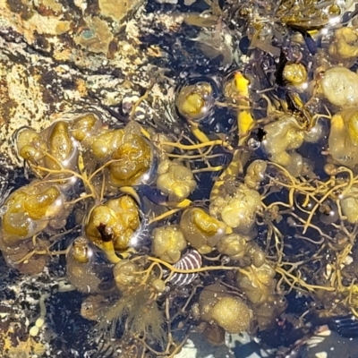 Unidentified Marine Alga & Seaweed at Wapengo, NSW - 11 Nov 2023 by trevorpreston