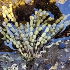 Hormosira banksii at Mimosa Rocks National Park - 11 Nov 2023 by trevorpreston