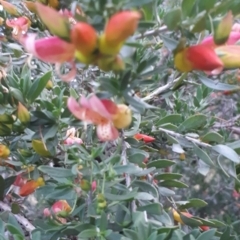 Eremophila maculata (Spotted Emu Bush, Spotted Fuchsia) at Kerang, VIC - 20 Oct 2023 by annehall