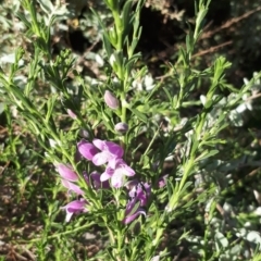 Unidentified Other Shrub at Kerang, VIC - 21 Oct 2023 by annehall
