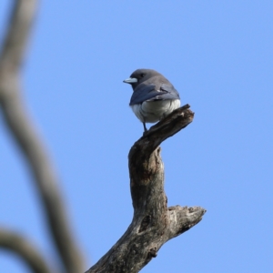 Artamus leucorynchus at Gundagai, NSW - 12 Nov 2023