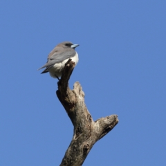 Artamus leucorynchus at Gundagai, NSW - 12 Nov 2023