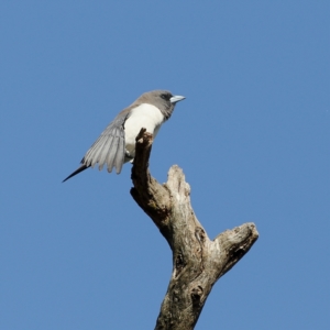 Artamus leucorynchus at Gundagai, NSW - 12 Nov 2023