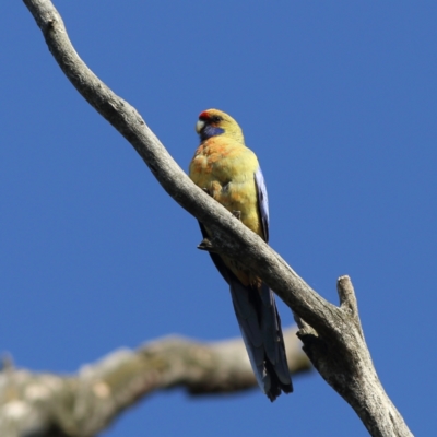 Platycercus elegans (Crimson Rosella) at Gundagai, NSW - 12 Nov 2023 by MichaelWenke