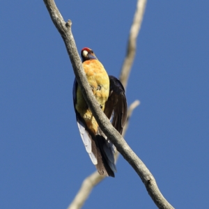 Platycercus elegans at Gundagai, NSW - 12 Nov 2023 08:17 AM