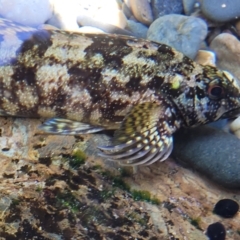 Unidentified Marine Fish Uncategorised at Mimosa Rocks National Park - 11 Nov 2023 by trevorpreston