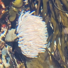 Unidentified Anemone, Jellyfish or Comb Jelly (Cnidaria, Ctenophora) at Wapengo, NSW - 11 Nov 2023 by trevorpreston