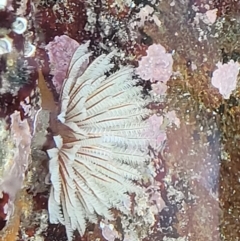 Sabellastarte australiensis (Feather duster worm) at Mimosa Rocks National Park - 11 Nov 2023 by trevorpreston