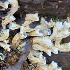 Galeolaria caespitosa (Intertidal Tube Worm) at Mimosa Rocks National Park - 11 Nov 2023 by trevorpreston