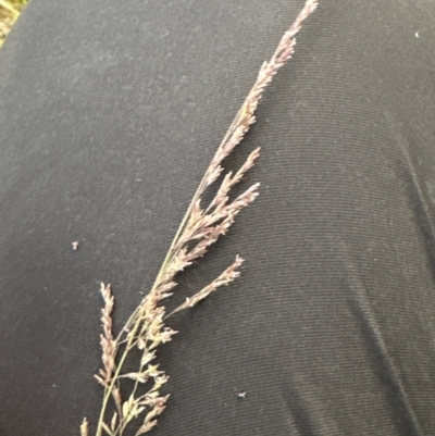 Poa labillardierei (Common Tussock Grass, River Tussock Grass) at Kangaroo Valley, NSW - 12 Nov 2023 by lbradley