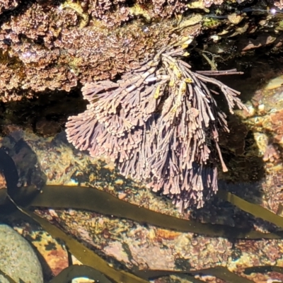 Corallina officinalis at Mimosa Rocks National Park - 11 Nov 2023 by trevorpreston
