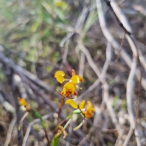 Diuris semilunulata at QPRC LGA - 12 Nov 2023