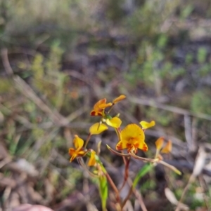 Diuris semilunulata at QPRC LGA - 12 Nov 2023