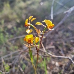 Diuris semilunulata at QPRC LGA - 12 Nov 2023