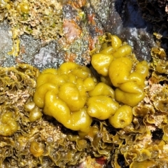 Colpomenia sp. (genus) at Mimosa Rocks National Park - 11 Nov 2023 by trevorpreston