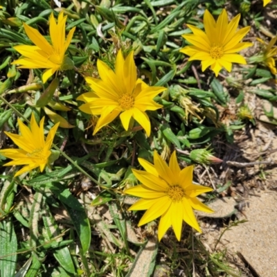 Gazania x splendens (Gazania) at Tathra, NSW - 11 Nov 2023 by trevorpreston