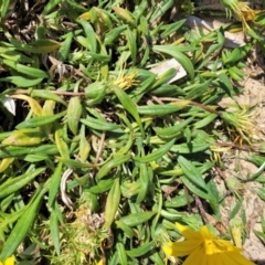 Gazania x splendens at Tathra, NSW - 11 Nov 2023 01:09 PM