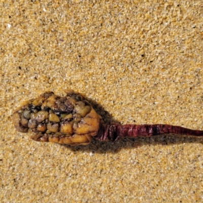 Pyura gibbosa (Pyura gibbosa) at Mimosa Rocks National Park - 10 Nov 2023 by trevorpreston