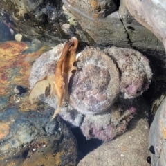 Pyura stolonifera at Mimosa Rocks National Park - 11 Nov 2023 by trevorpreston