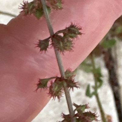 Rumex brownii (Slender Dock) at Kangaroo Valley, NSW - 12 Nov 2023 by lbradley