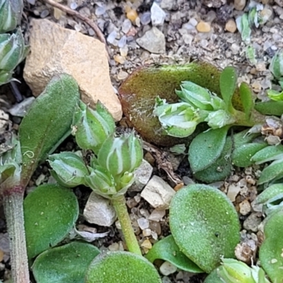 Polycarpon tetraphyllum (Four-leaf Allseed) at Mimosa Rocks National Park - 11 Nov 2023 by trevorpreston