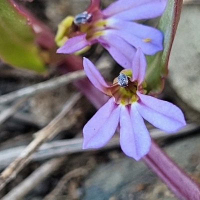 Lobelia anceps (Angled Lobelia) at Mimosa Rocks National Park - 10 Nov 2023 by trevorpreston