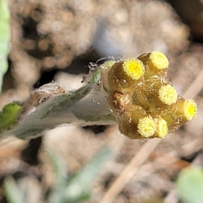 Pseudognaphalium luteoalbum (Jersey Cudweed) at Mimosa Rocks National Park - 10 Nov 2023 by trevorpreston