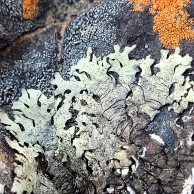 Unverified Lichen at Wapengo, NSW - 11 Nov 2023 by trevorpreston