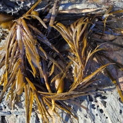Unidentified Marine Alga & Seaweed at Wapengo, NSW - 10 Nov 2023 by trevorpreston