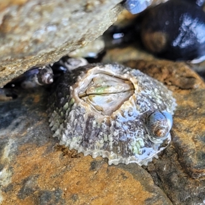 Tetraclitella purpurascens (Purple Four-plated Barnacle) at Wapengo, NSW - 10 Nov 2023 by trevorpreston