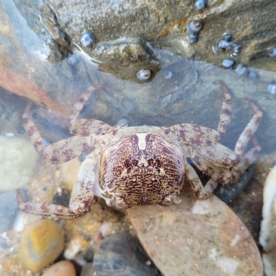 Leptograpsus variegatus (Purple Rock Crab) at Mimosa Rocks National Park - 10 Nov 2023 by trevorpreston