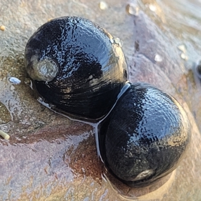 Nerita melanotragus (Black Nerite) at Mimosa Rocks National Park - 11 Nov 2023 by trevorpreston