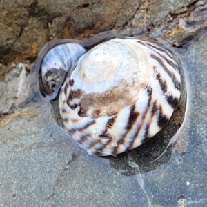 Bembicium nanum at Mimosa Rocks National Park - 11 Nov 2023 09:05 AM