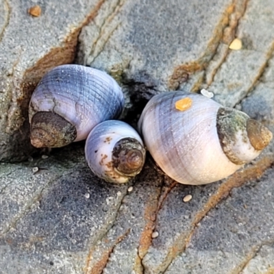 Austrolittorina unifasciata (Blue Australwink) at Mimosa Rocks National Park - 10 Nov 2023 by trevorpreston