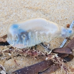 Unidentified Other cnidarian at Wapengo, NSW - 10 Nov 2023 by trevorpreston