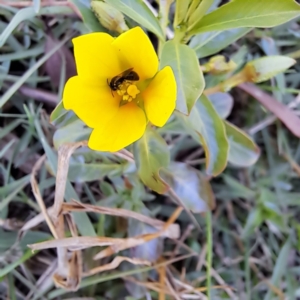 Apiformes (informal group) at Justice Robert Hope Reserve (JRH) - 10 Nov 2023