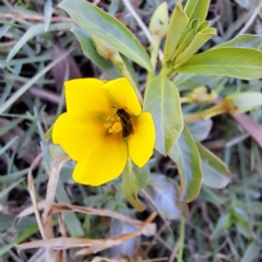 Apiformes (informal group) at Justice Robert Hope Reserve (JRH) - 10 Nov 2023