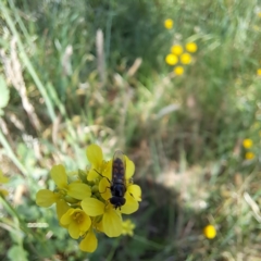 Melangyna sp. (genus) (Hover Fly) at Justice Robert Hope Reserve (JRH) - 10 Nov 2023 by abread111