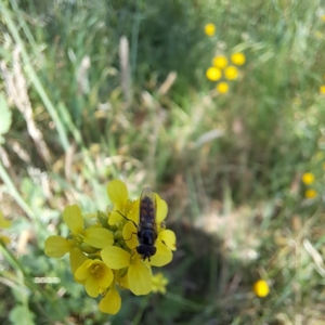 Melangyna sp. (genus) at Justice Robert Hope Reserve (JRH) - 10 Nov 2023