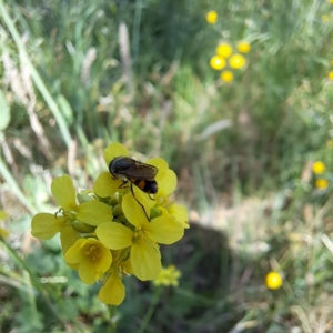 Melangyna sp. (genus) at Justice Robert Hope Reserve (JRH) - 10 Nov 2023