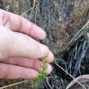 Cheilanthes sieberi subsp. sieberi at QPRC LGA - 12 Nov 2023