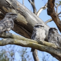 Podargus strigoides (Tawny Frogmouth) at Weetangera, ACT - 12 Nov 2023 by AlisonMilton